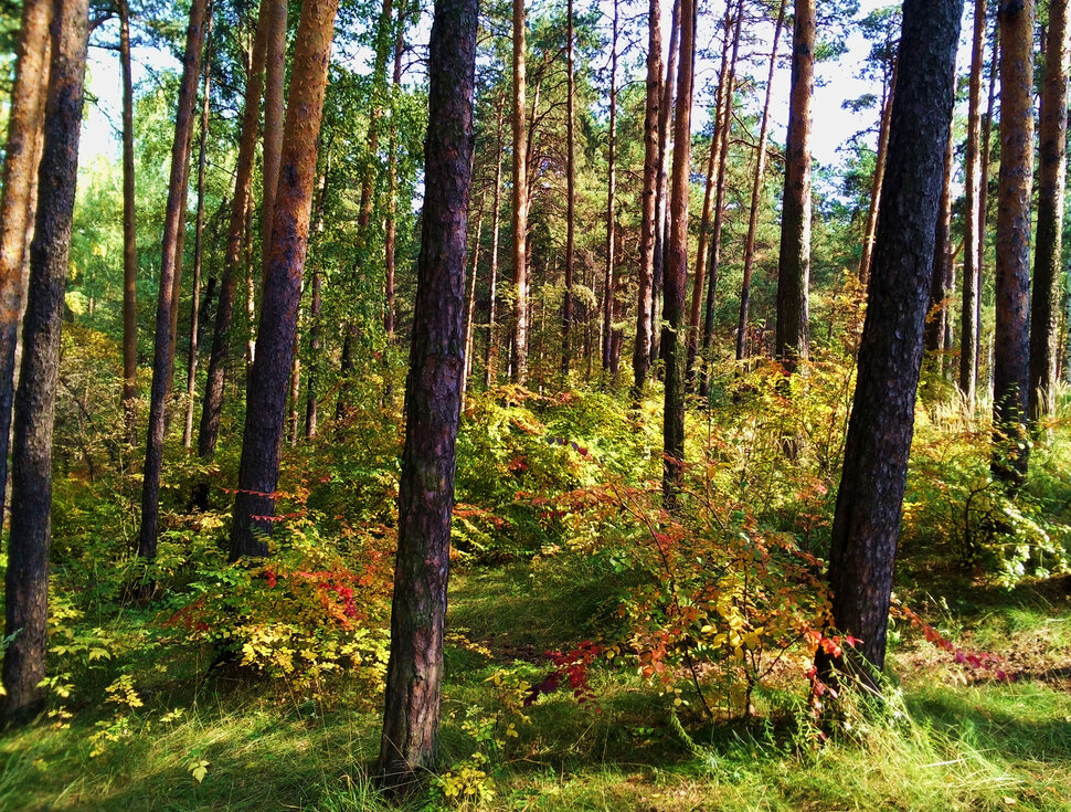 В осеннем лесу