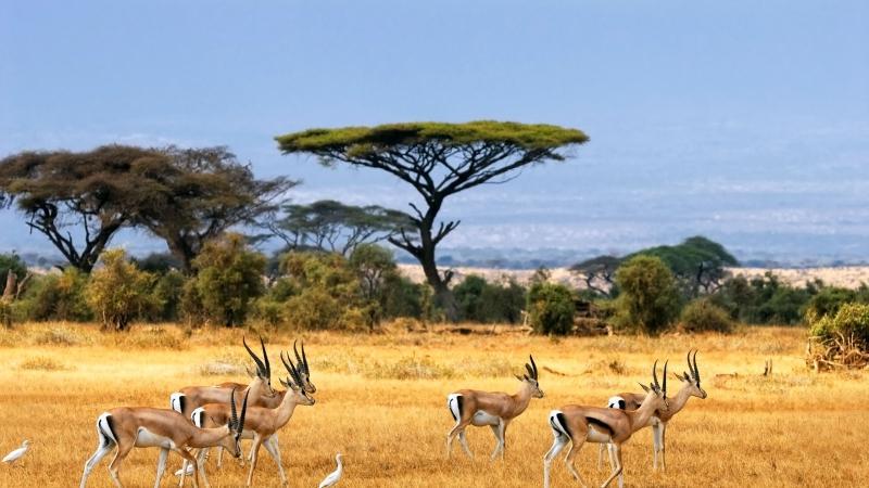 Красота Африки