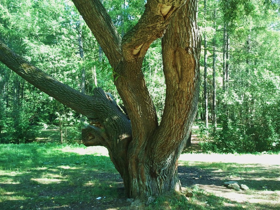 У старого дерева