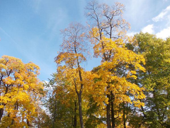 Золотая осень в Пушкине - В парке