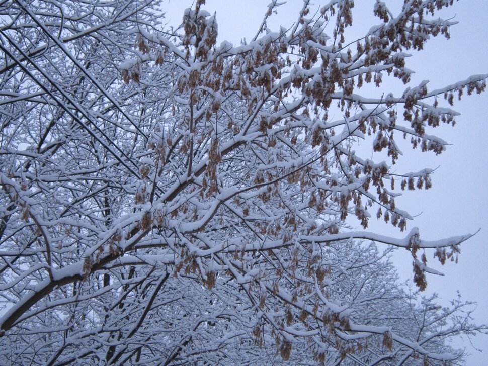 Дерево в январе