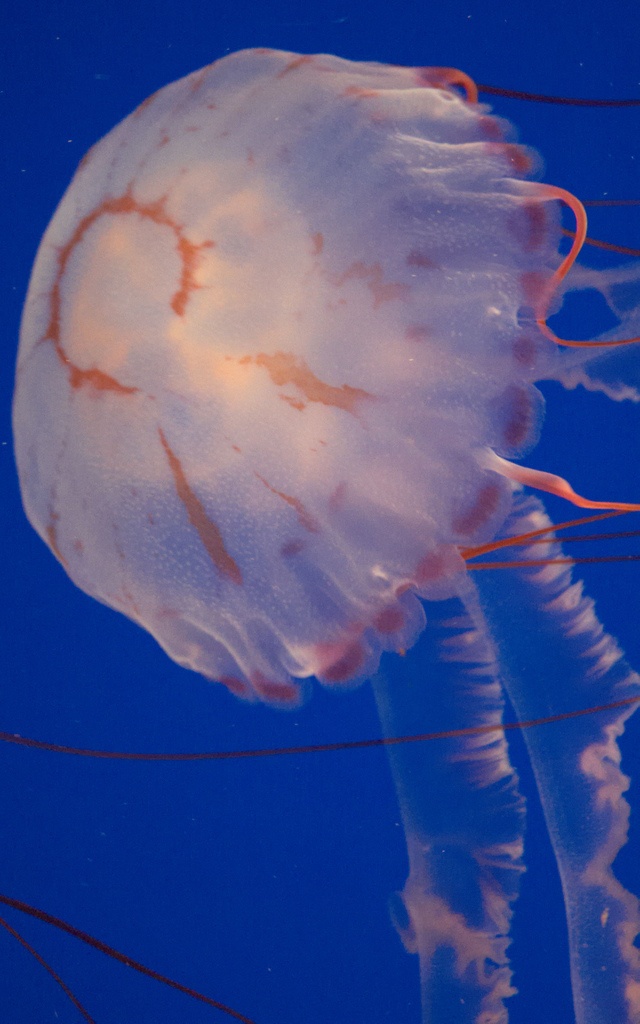 Чем опасны медузы. Ядовитые Сцифоидные медузы. Ядовитые медузы Средиземного моря. Зародыш медузы. Сцифоидные медузы Stauromedusae.