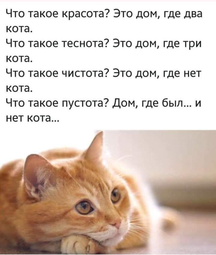 Про кота