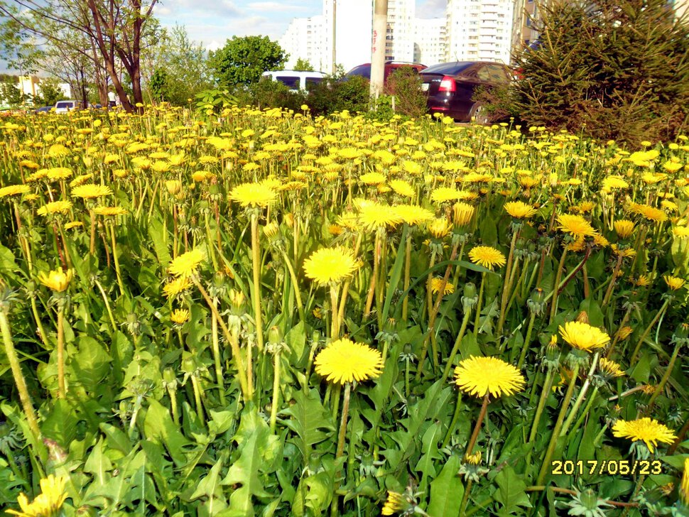 Taraxacum asteraceae-Одуванчики cложноцветные