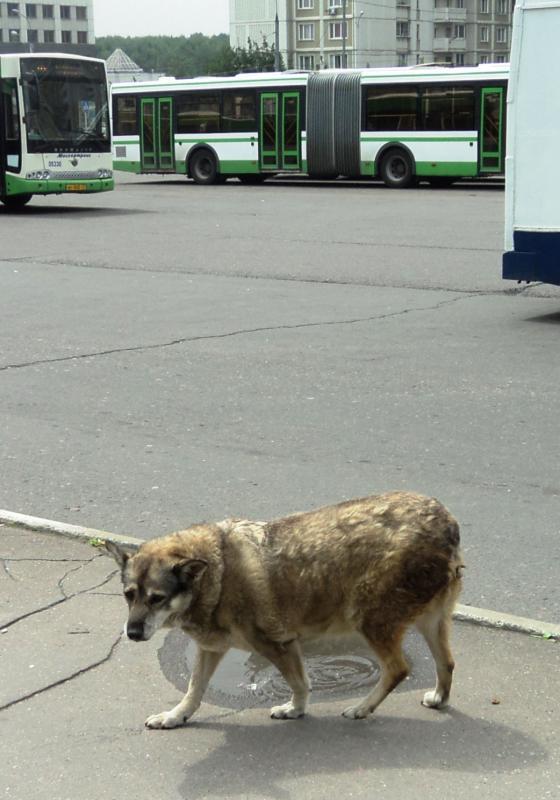 Утомленная жаждой