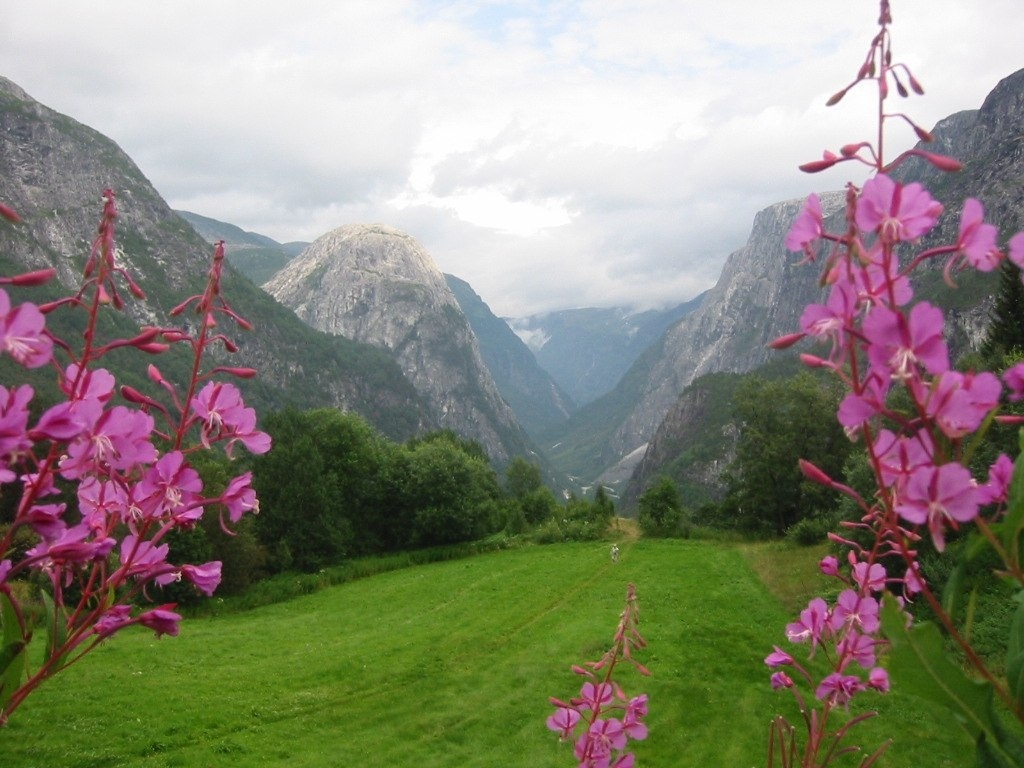 Flowers valley. Национальный парк Долины цветов, Уттаракханд. Долина цветов Индия национальный парк. Долина цветов в Гималаях. Национальные парки Нанда-Деви и «Долина цветов».