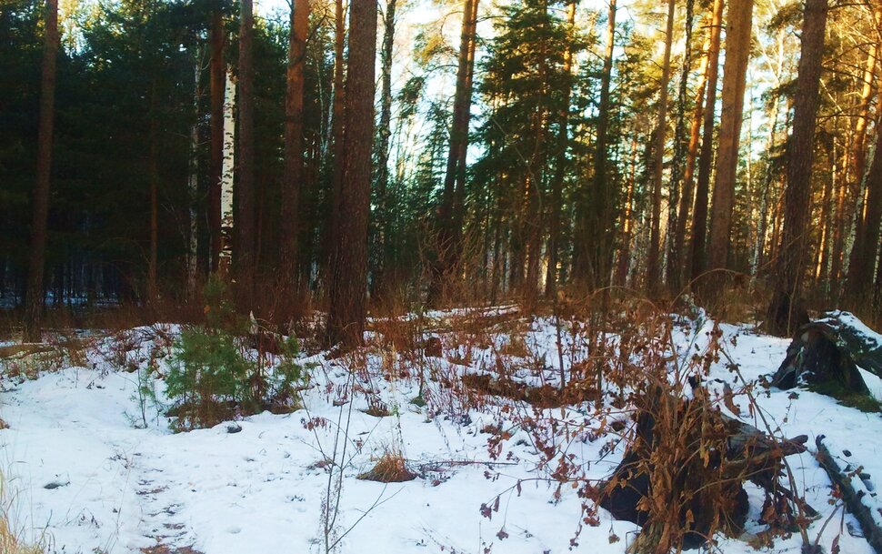 По чаще