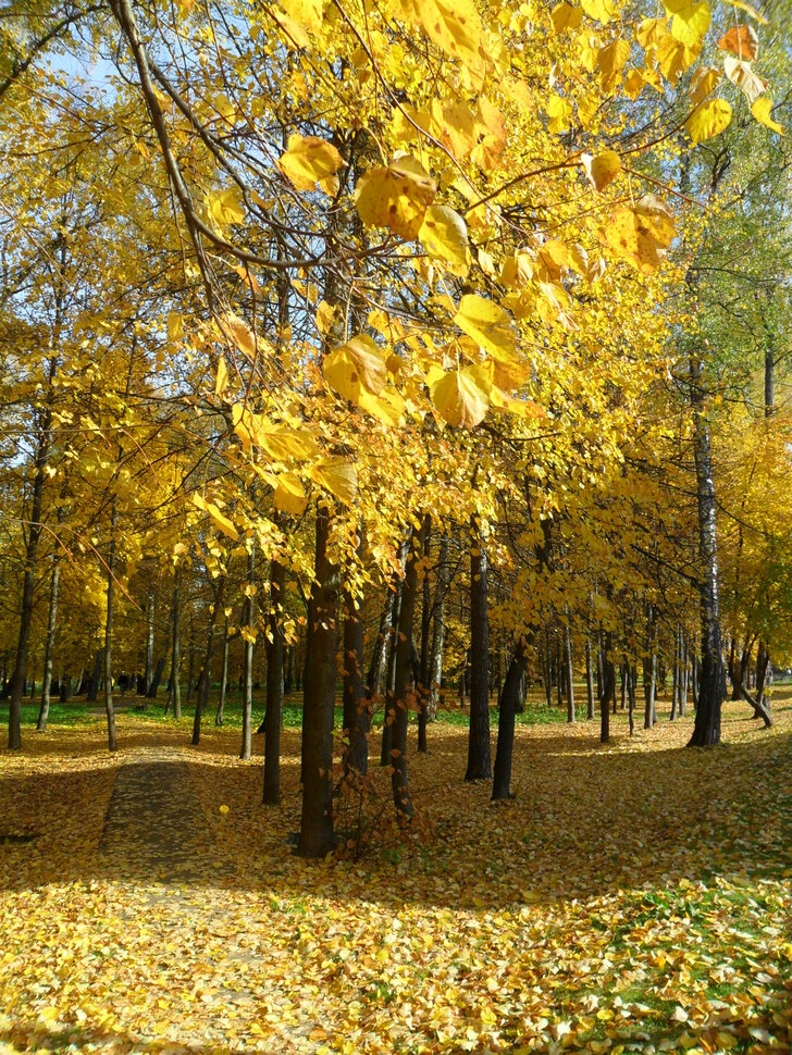 В осеннем парке Барыши-II