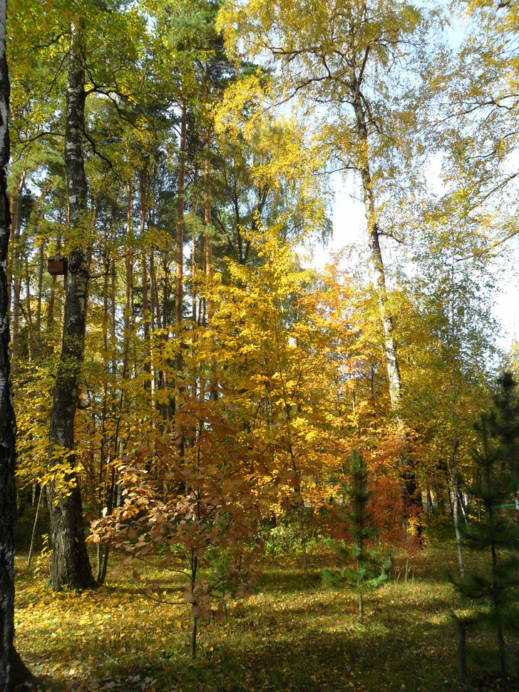 В осеннем парке Барыши-II