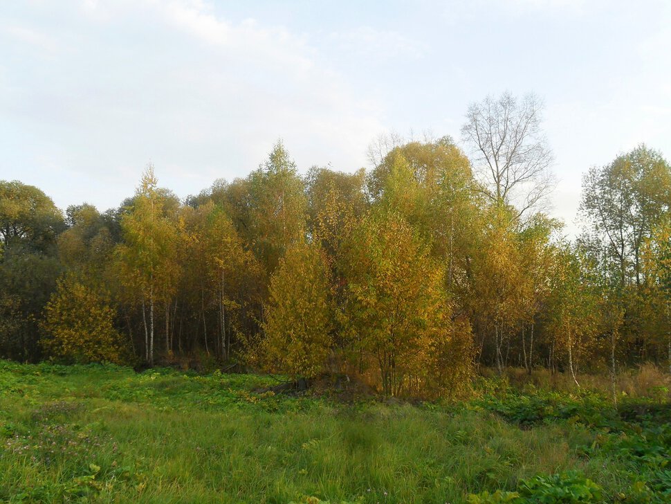 Солнцеликая осень в Чехове