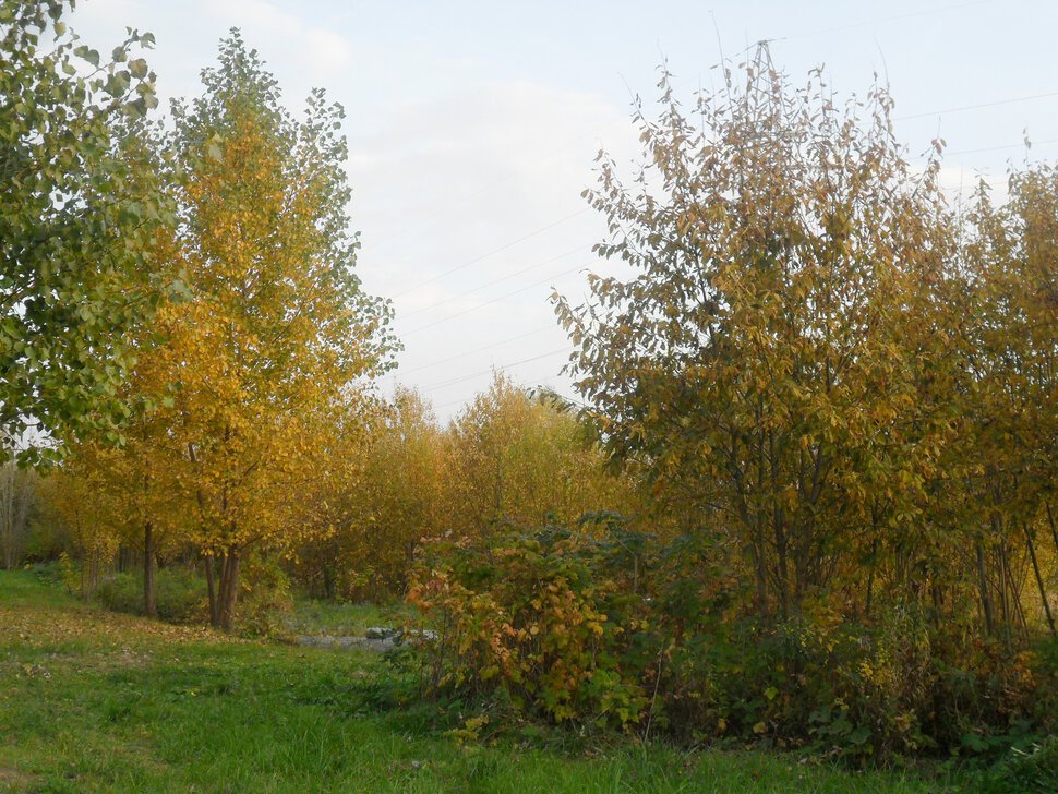 Солнцеликая осень в Чехове