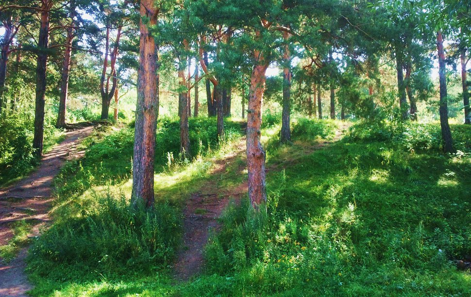 Горка в лесу