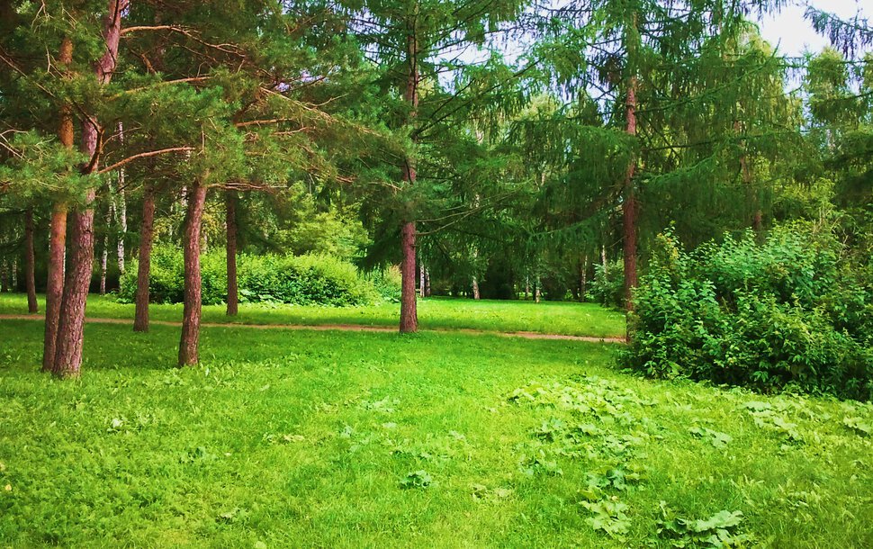 В августе по лесочку