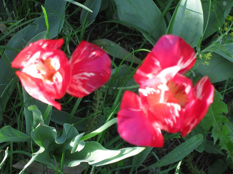 Два красных цветочка