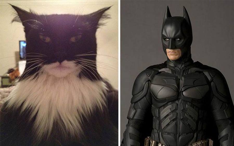Котик в реальной жизни. Костюм Бэтмена в реальной жизни. Супергерой похожий на кота. Кот похожий на Бэтмена. Кот в костюме Бэтмена.