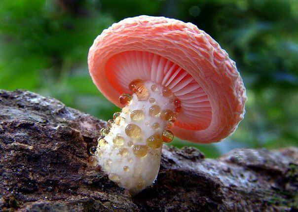 Обворожительные грибы 7