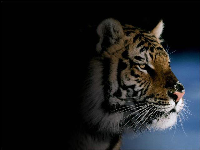 Тигр животные
