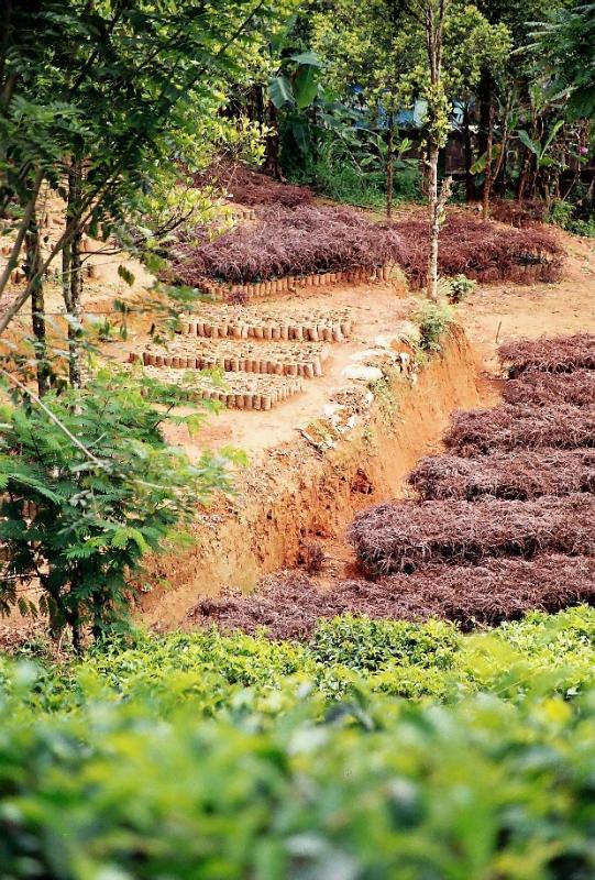 Чайные плантации в Канди (Шри-Ланка)