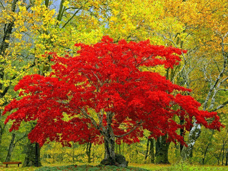 красное дерево