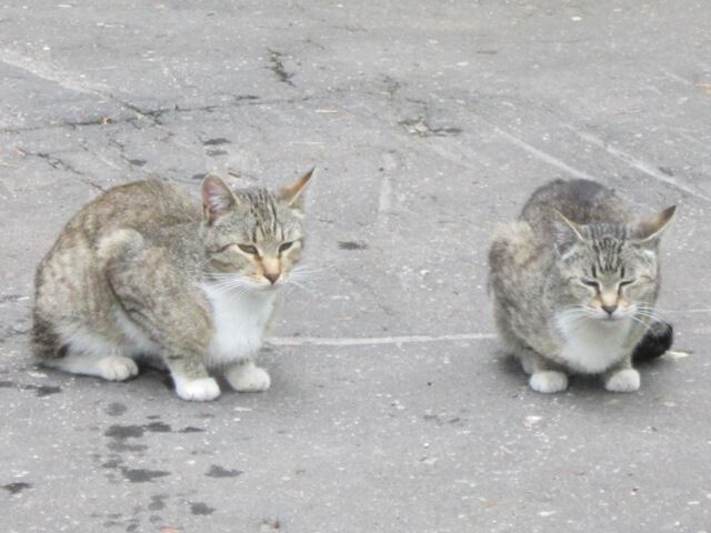 Две обычных серых кошки