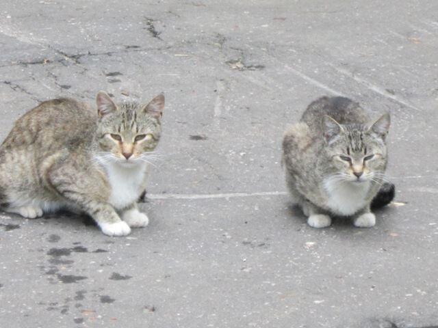 Две обычных серых кошки