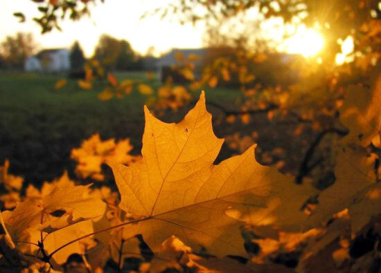 Golden autumn