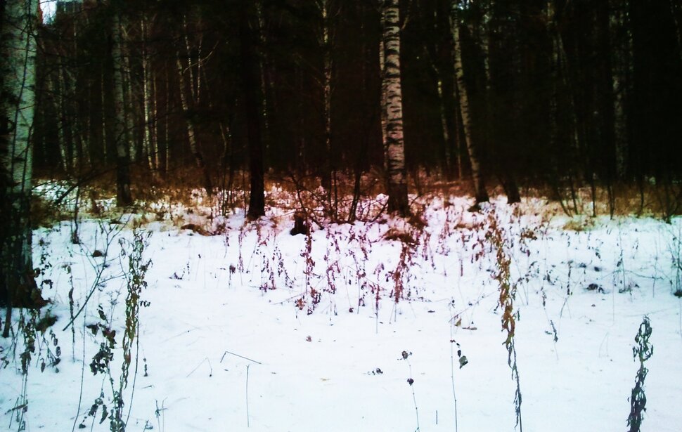 Холодрыга