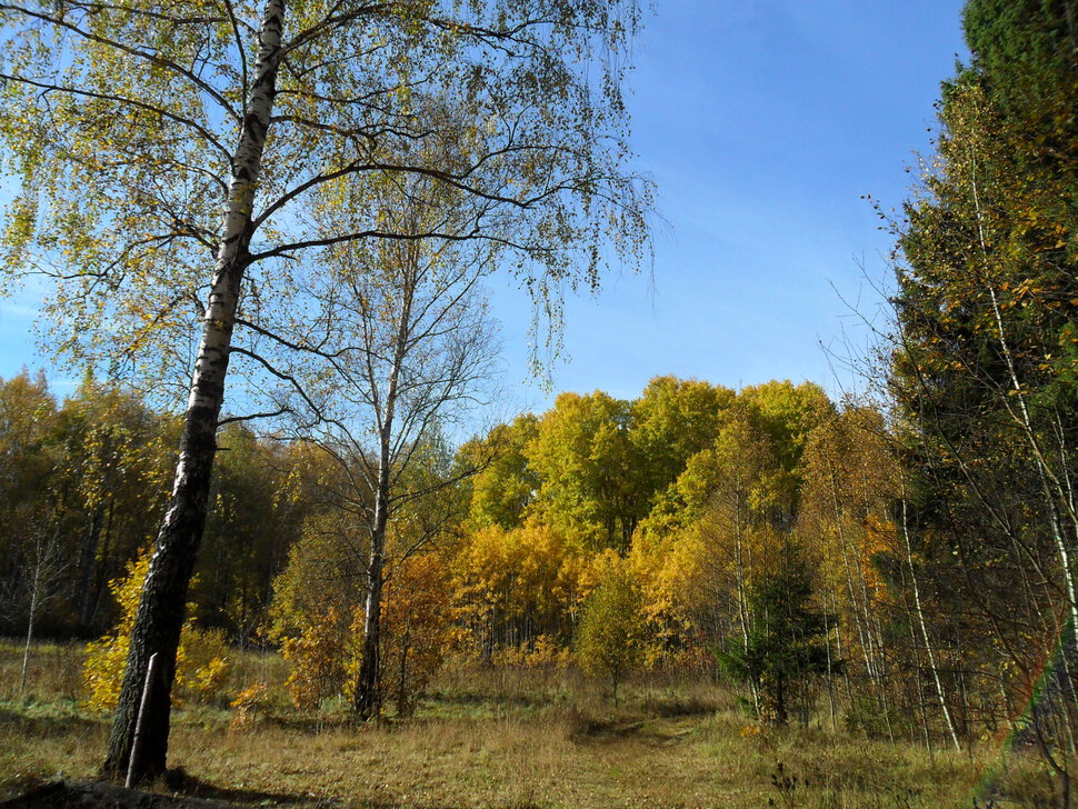Солнцеликая осень в Чехове