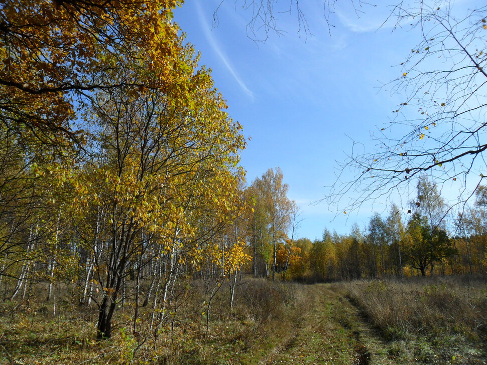 Солнцеликая осень в Чехове