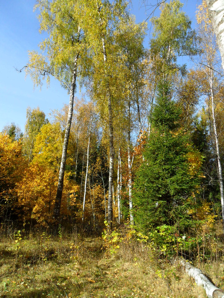 Солнцеликая осень в Чехове