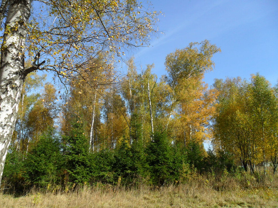 Солнцеликая осень в Чехове