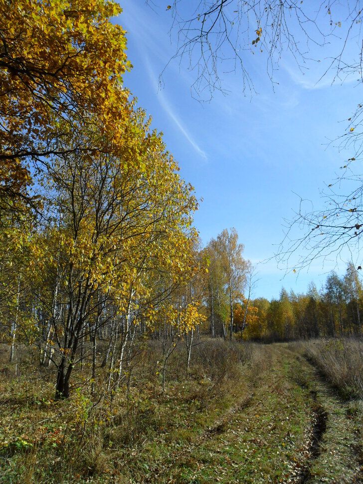 Солнцеликая осень в Чехове