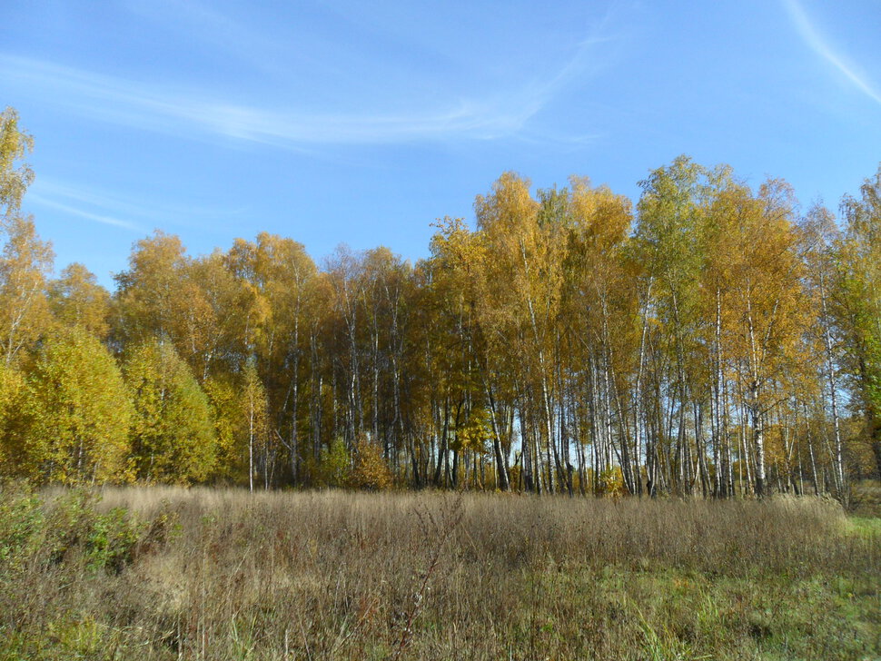 Солнцеликая осень в Чехове