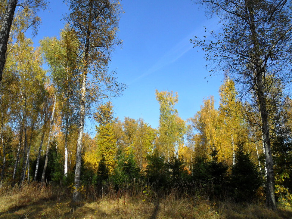 Солнцеликая осень в Чехове