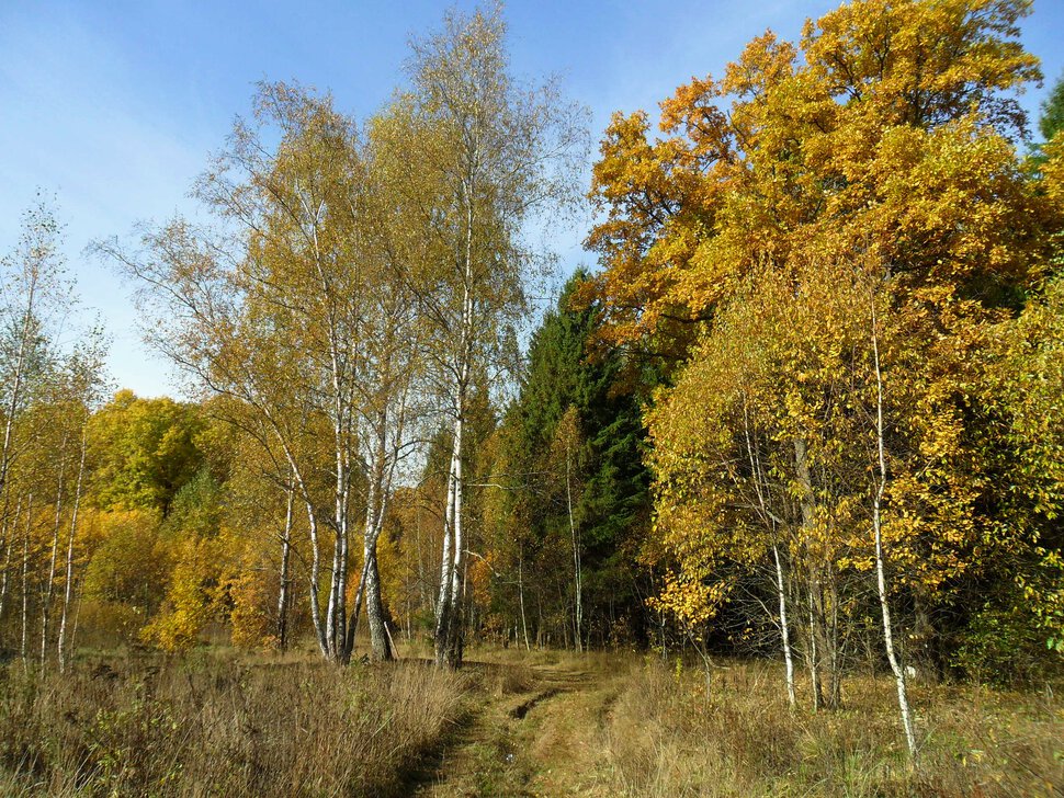 Солнцеликая осень в Чехове