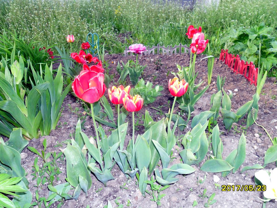 Tulipa Liliaceae