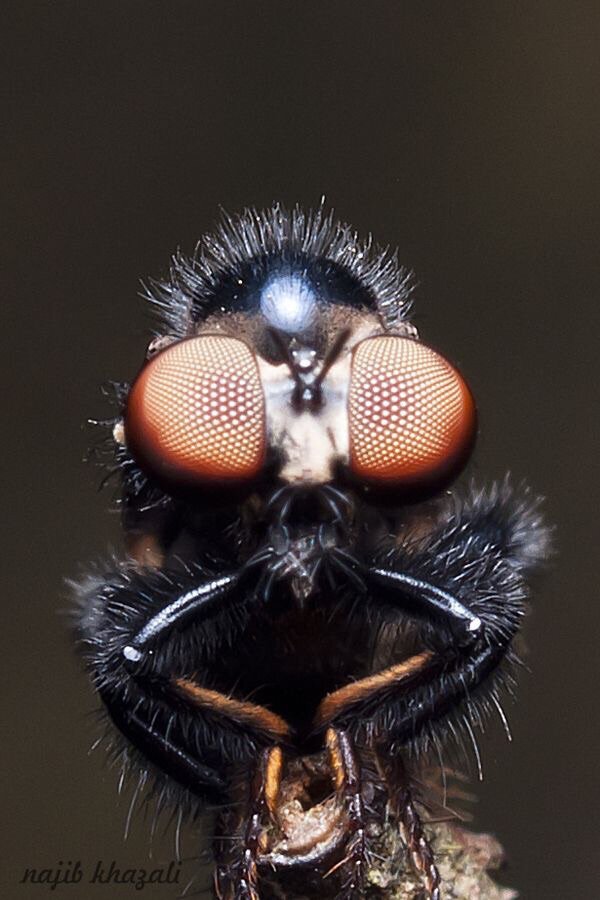 Фасеточный глаз насекомых