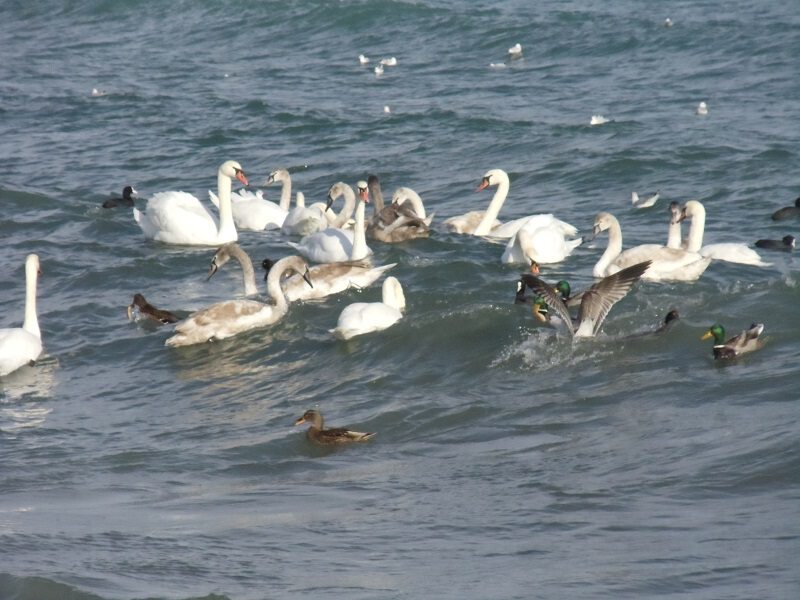 Хотелось на пруду, оказалось - на море красивее