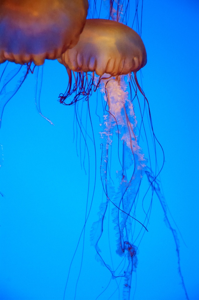 Чем опасны медузы. Пиладжио медуза. Сцифоидные медузы укус. Медузы Адриатического моря. Медуза Бонера.