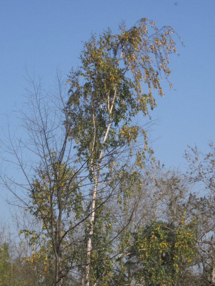Русская берёза