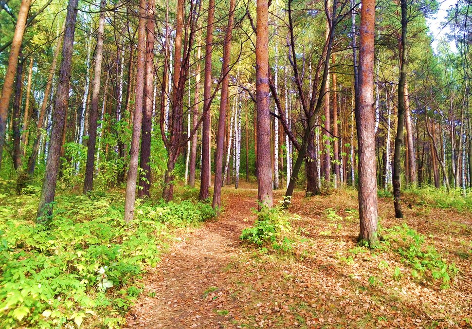 В осеннем парке