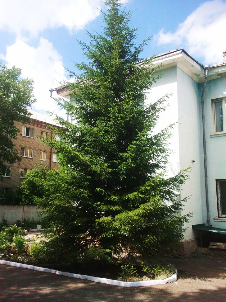 У елочки