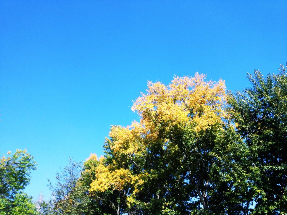зеленые деревья с золотом на голубом