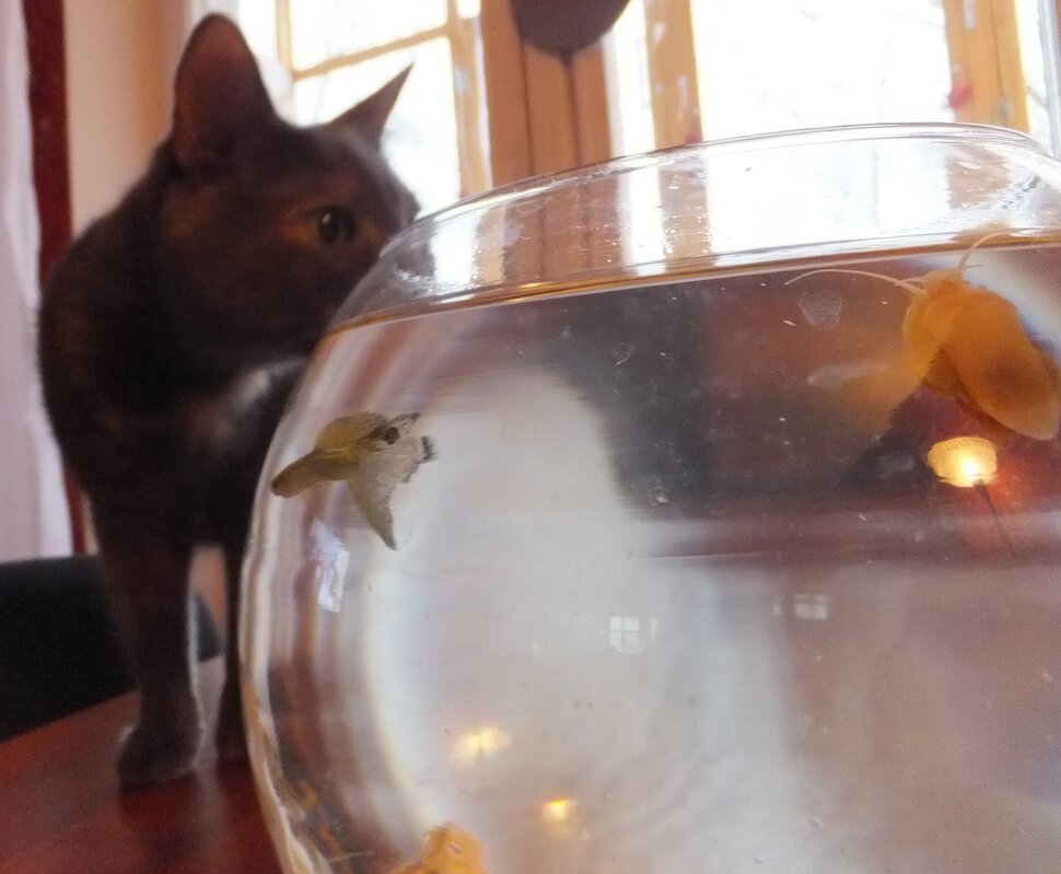 Кошка и аквариум