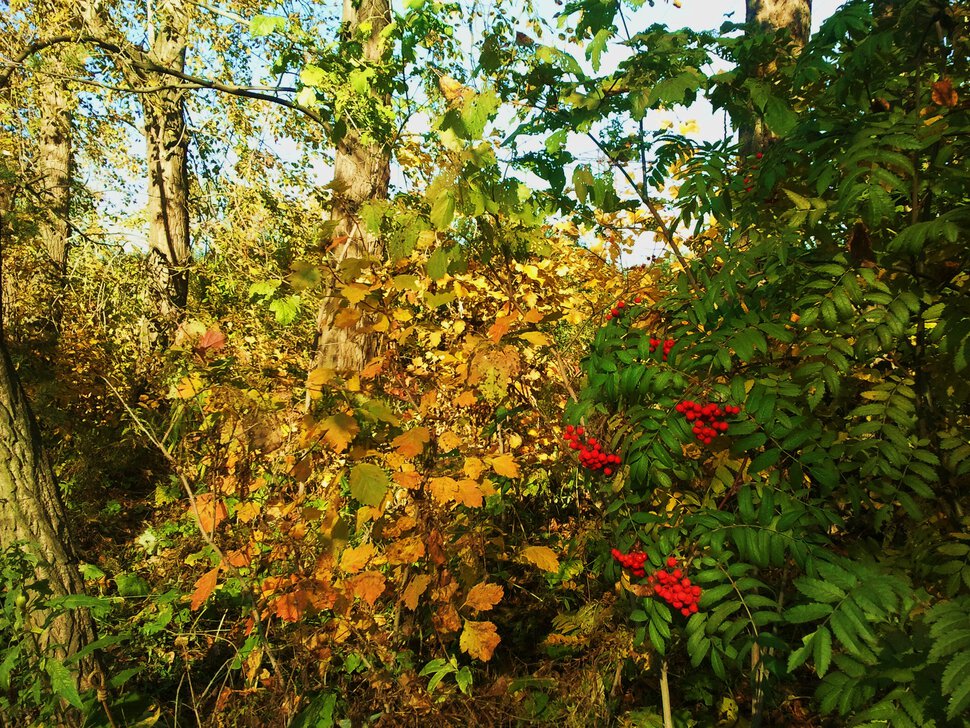 В кустиках