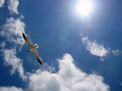 Чайка в синем небе