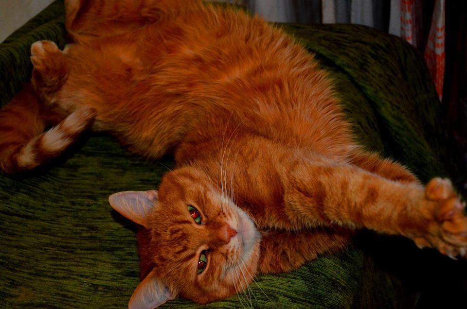 Из жизни нашего кота, Рыжика