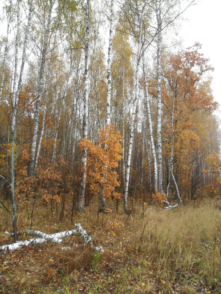 Предзимье,глубокая осень