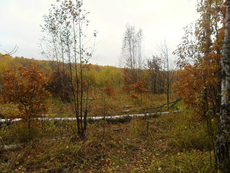 Предзимье,глубокая осень