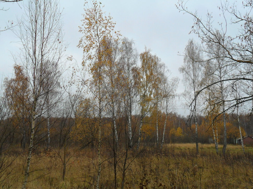 Предзимье,глубокая осень